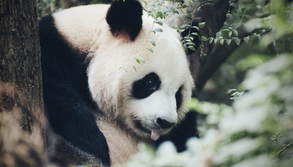 El centro ha impuesto vetos vitalicios a otras personas por alimentar a los pandas. (Foto referencial)