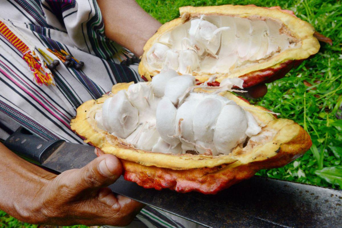 El cacao que no llega a ser cosechado a tiempo pierde calidad y ya no se puede exportar. (Foto: AFP)