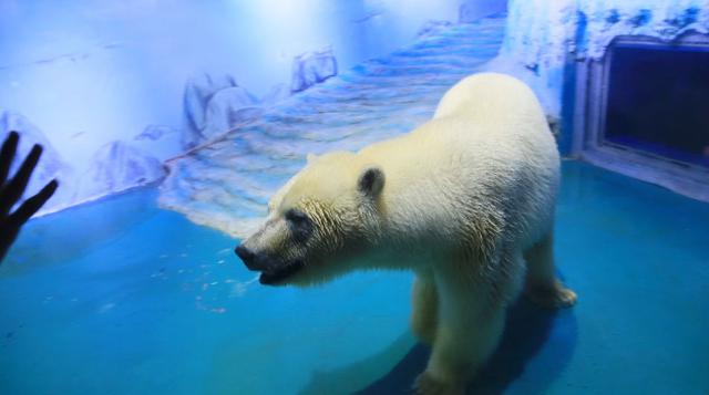 Esta semana, cincuenta organizaciones chinas mandaron una carta al gobernador de la provincia de Guangdong y al centro comercial para que cierren el zoo, que consideran ilegal. "Estas condiciones están muy alejadas de su hábitat natural y pueden prov