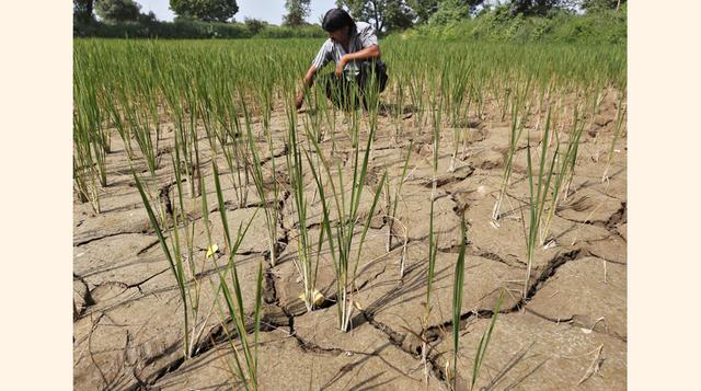La India está padeciendo su cuarta peor sequía en un siglo. La falta de agua amenaza los extensos cultivos de arroz que han comenzado a marchitarse. (Foto: REUTERS)