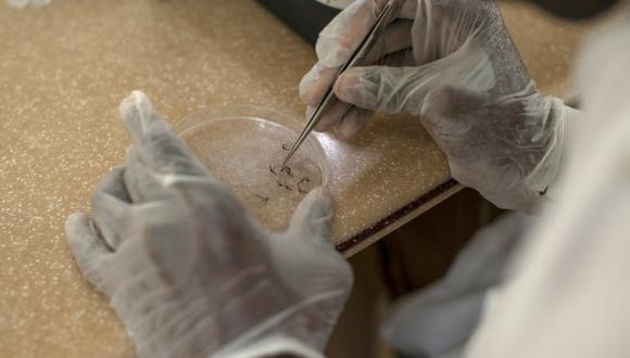 Un trabajador del Centro de Investigación Entomólogo toma un mosquito para analizarlo en busca de la presencia del parásito de la malaria. (Foto: AFP)