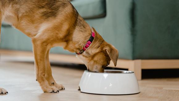Ahora existe una tendencia a sustituir la comida preparada (casera) de mascotas por alimentos balanceados. (Foto: Pexels)
