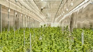 Cannabis medicinal: Gremio advierte que cambios al reglamento afectarán a pacientes e industria 