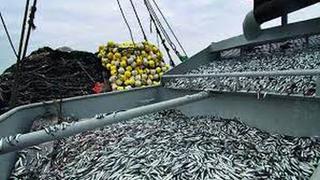Inicio de temporada de pesca de anchoveta se retrasaría ante poca biomasa