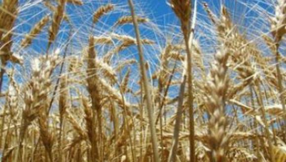 El trigo subía por tercer día, escalando su mayor nivel en más de nueve años, mientras que el maíz avanzaba a un máximo de ocho meses. (Foto: AFP)