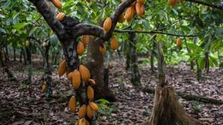 Industria del cacao reduce ligeramente la pérdida de árboles