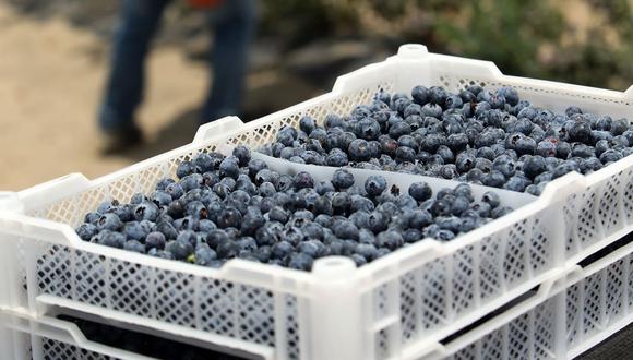La empresa cultivará 11 variedades de blueberry en la región Arequipa.