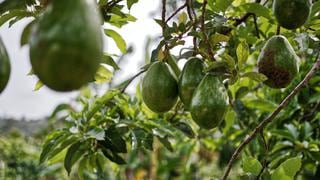 Envíos de palta y uvas al extranjero los más afectados por Yaku