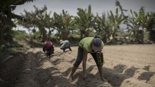 Mypes agrícolas solicitan más créditos por aumento de precios de fertilizantes