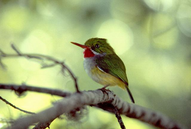 El nombre de la aplicación viene&nbsp; de una pequeña ave que solo habita en Cuba. (Getty/Referencial)