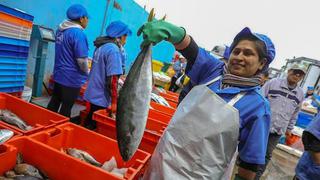 Produce autorizó la pesca exploratoria de 500 toneladas de pescado bonito