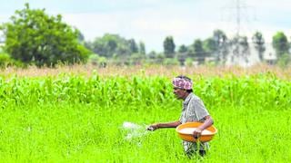 El bono agrario o Fertiabono cubriría más de 40% de necesidad de fertilización de 303,577 agricultores