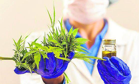 En la sociedad ecuatoriana, conservadora, aferrada a las tradiciones y fuerte convicción religiosa, cualquier cosa que sea vinculada a la marihuana sonaba como un pase directo al mundo de las drogas y las adicciones.