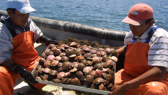 Conchas de abanico y langostinos, entre las especies con más potencial acuícola al mercado externo. (Foto: USI)