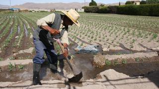 Seis acciones que permitirán mejorar productividad agrícola, según Bayer