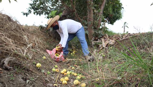 Piura enfrenta una crisis agrícola tras impacto del Fenómeno de El Niño, que arrastra desde el 2023. Foto: gob.pe