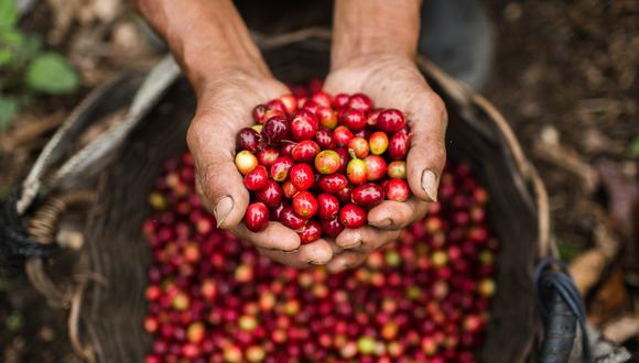 El café es el primer producto agrícola tradicional de exportación y es fuente de empleo para más de dos millones de peruanos en toda la cadena agroproductiva. (Foto: PNUD Perú)