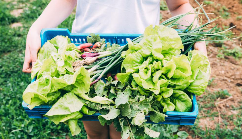 Foto 1 |  Agricultor Orgánico: Con un mercado en crecimiento como el de los alimentos orgánicos se necesitarán nuevas técnicas de agricultura para abastecer al mercado cada vez más demandante. (Foto: Freepik)