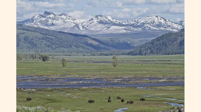 Parque Nacional Yellowstone; Llega temprano en la mañana para tener la mejor oportunidad de ver alces, bisontes, antílopes y más