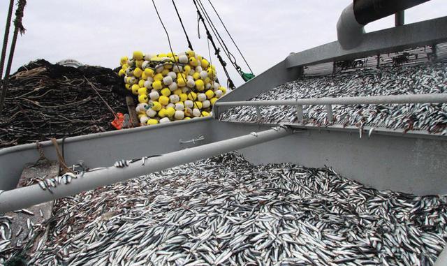 FOTO 8 | DECLIVE DE PRODUCCIÓN DE ANCHOVETA: De continuar esta tendencia se agravarán las consecuencias económicas y sociales de los que están directa o indirectamente involucrados y de todo el país.