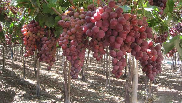 Ica lidera exportación de uva de mesa en el Perú.