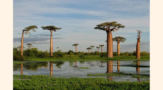 Madagascar. Los ecosistemas de bosques están siendo arrasados por la explotación forestal, quemas por agricultura de subsistencia y caza ilegal de animales. Sus bosques podrían desaparecer en los próximos 35 años. (Foto: Upsocl)