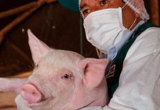 Senasa: Virus detectado en cerdos en China no pone en riesgo producción porcina del Perú