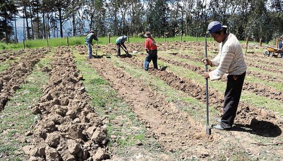 Zona: Luis Caballero indicó que el mayor impacto de la  crisis agrícola está en La Joya, Majes y El Pedregal. (Foto: Andina)