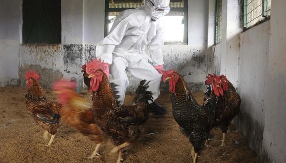 La situación en Ecuador es similar a la peruana. Las autoridades declararon la emergencia zoosanitaria por 90 días tras la detección de un brote de influenza aviar en granjas del país. (Foto: ARINDAM DEY / AFP)