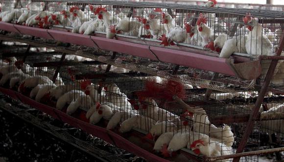 OMS confirmó recientemente un caso humano de gripe aviar H5N1 en Texas. Foto: EFE
