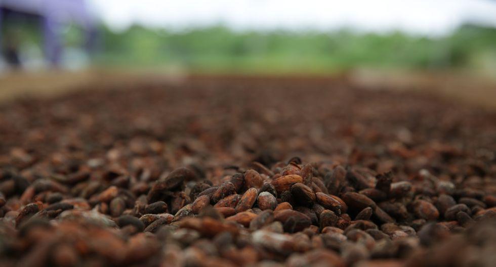 El cacao se produce en 16 regiones del país, encabezadas por San Martín, donde se cosecharon 55,302 toneladas en el 2018. (Foto: Alessandro Currarino/ GEC)