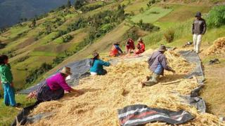 OCDE: La agricultura es una actividad tradicional con alto potencial de productividad en Perú