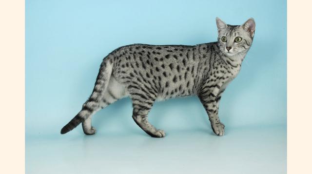 Mau Egipcio. El aspecto de estos gatos poco ha cambiado en 3000 años: desde los tiempos del Antiguo Egipto. Estos gatos no solo tienen manchas en su pelaje sino también en su piel. Para ser el dueño de un gato del Antiguo Egipto tendrías que gastar de US$