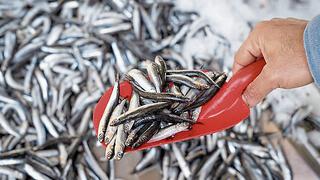 Bajas temperaturas dificultan la pesca industrial de anchoveta en la temporada actual