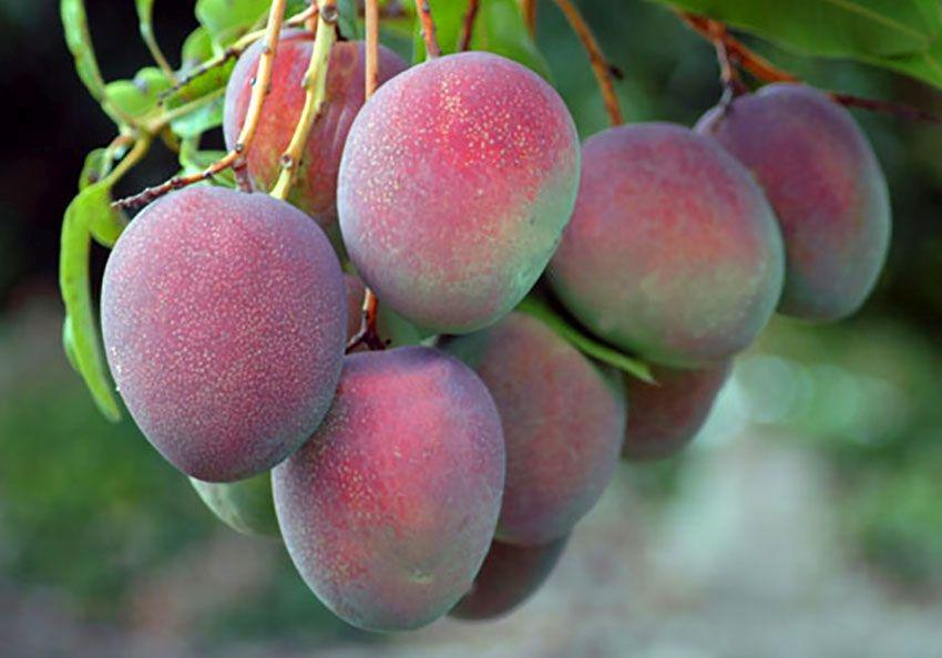 INIA mejoró la calidad y productividad del mango de exportación de Piura, a través de acciones de transferencia tecnológica a pequeños y medianos productores del Centro Poblado del Valle de los Incas, en Tambogrande. (Foto: Difusión)