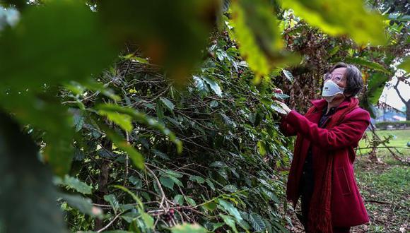 La plantación, rodeada por frondosos árboles, es responsable por la producción anual de 600 kilos de café de tipo arábigo, principalmente catuí y "mundo novo", los cuales son colectados entre finales de mayo y principio de junio. (Foto: EFE)