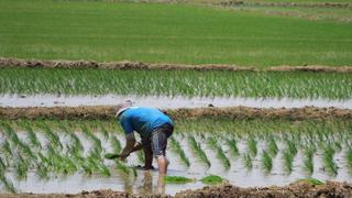 Cae a la mitad rendimiento de arroz en la costa, escasez se sentiría desde julio
