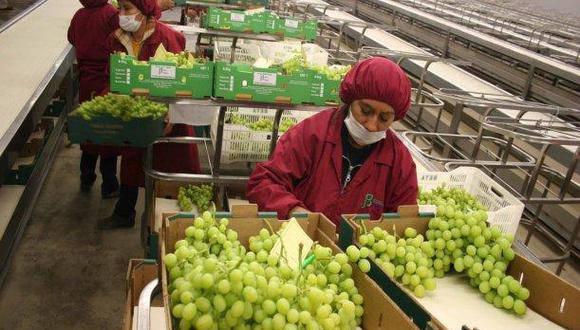 Perú se coronó en la campaña 2021-2022 como el primer exportador mundial de uva de mesa. (Foto: Andina)