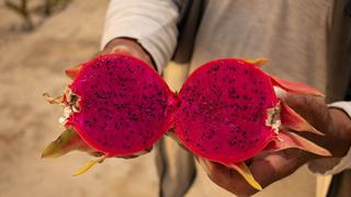 Se alista exportación de más de 1,000 toneladas de pitahaya a Europa y otros mercados