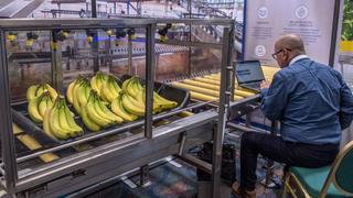 IICA y Bayer lanzan un curso gratuito para prevenir hongo del banano en América