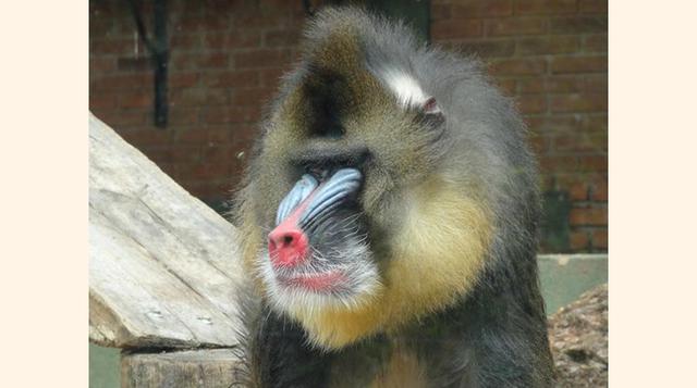 Parque Zoologico Municipal de Bauru,  Bauru, Brasil.