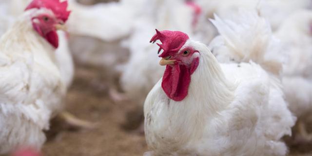 FOTO 4 | 4.       La industria avícola señaló que trabaja para lograr envíos de cerdo y pollo al Asia, pues a raíz de la peste porcina africana, la población de cerdo de China fue eliminada en un 50%, explicó Julio Favre, presidente de la Asociación Peruana de Avicultura (APA). (Foto:iStock)