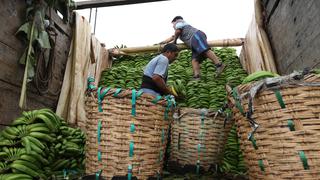 Moscú urge a Quito erradicar un parásito de los plátanos que exporta