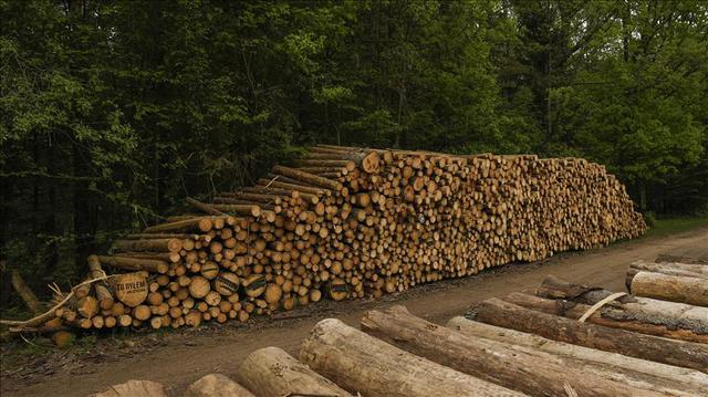 La deforestación en la República democrática del Congo (RDC) se ha convertido en un tema doméstico y transnacional urgente con potenciales costos medioambientales altos. Según el Programa para el Medio Ambiente de las naciones Unidas, la causa directa de la deforestación en la RDC son la agricultura de quema, la recolección de carbón, la tala ilegal y el desarrollo de la infraestructura de carreteras. (Foto: Omar Marques - Agencia Anadolu)