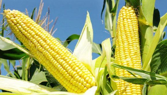 La importación y producción local de maíz amarillo estará entre lo que más pasaría evaluación en el nuevo laboratorio del INIA. Foto: GEC
