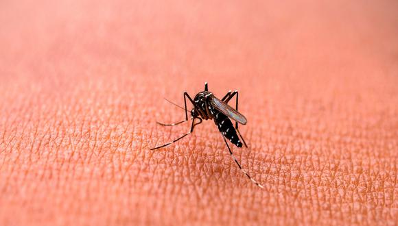 Dengue. (Foto: Shutterstock)