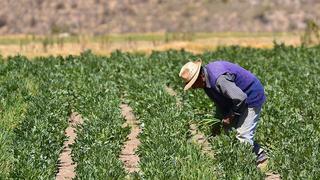 Agrobanco entregó más de S/ 68 millones para potenciar agricultura familiar