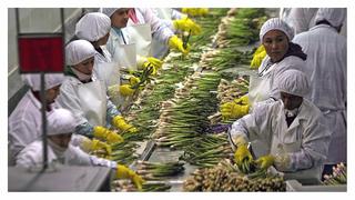 Diferencias entre la remuneración bajo el Régimen Agrario y el Régimen General