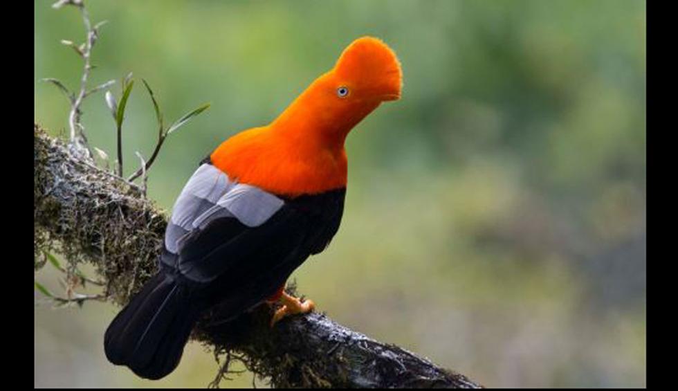 FOTO 1 |  Gallito de las rocas: El ave nacional de Perú.  Esta ave se encuentra en peligro de extinción debido a la caza indiscriminada con fines comerciales. Habita en los bosques de la Amazonía peruana.