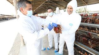 Midagri: Inician la vacunación a aves de corral contra la influenza aviar